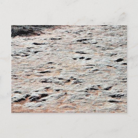 Dinosaur Tracks Briefkaart (Voorkant)
