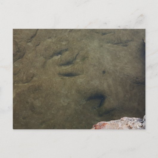 Dinosaur Tracks in Texas 5 briefkaart (Voorkant)