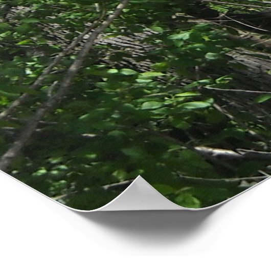 Dinosaur Triceratops Poster (Hoek)