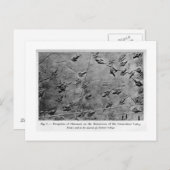 Dinosaur-voetafdrukken briefkaart (Voorkant / Achterkant)