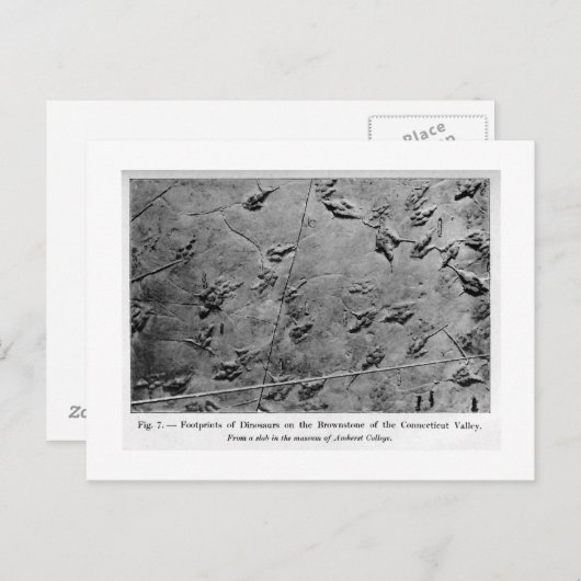 Dinosaur-voetafdrukken briefkaart (Voorkant / Achterkant)