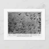 Dinosaur-voetafdrukken briefkaart (Voorkant)