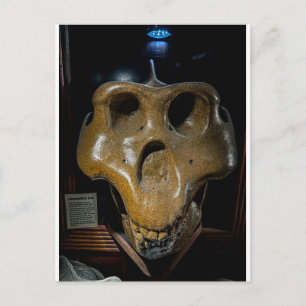Dinosaurus Schedel  Briefkaart