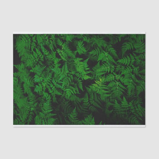 dinosaurusbos tissuepapier (Voorkant)