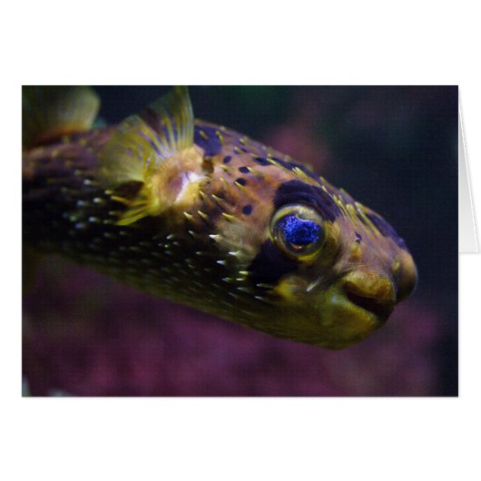 Diodon holocanthus (Voorkant Horizontaal)