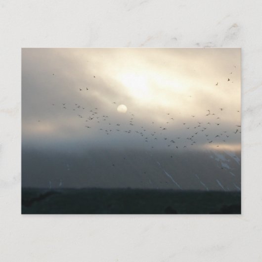 diomede 11 briefkaart (Voorkant)