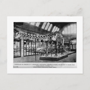 Diplodocus carnegii skeleton art briefkaart