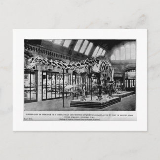 Diplodocus carnegii skeleton art briefkaart