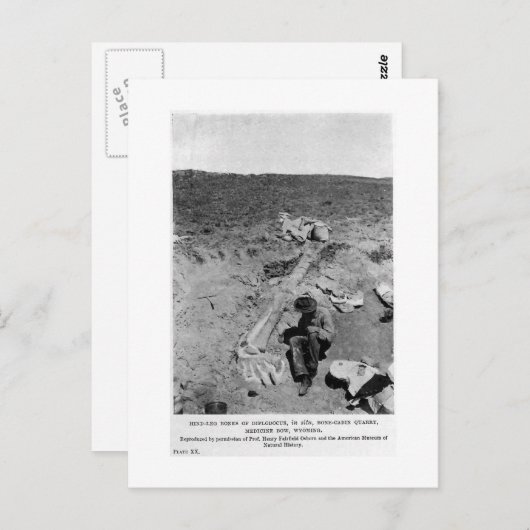 Diplodocus dinosaur briefkaart (Voorkant / Achterkant)