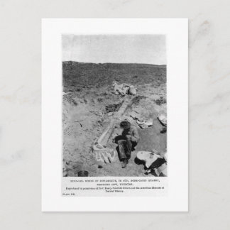 Diplodocus dinosaur briefkaart