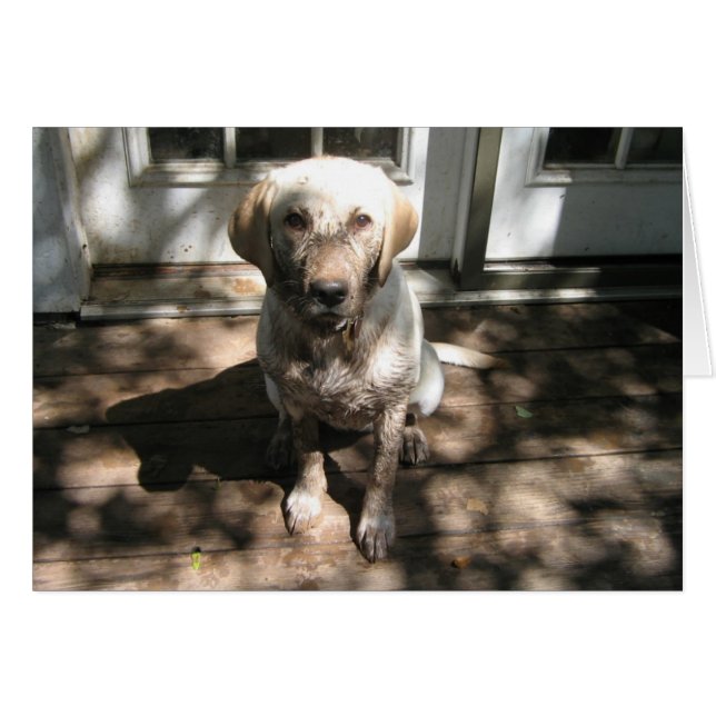 Dirty Dog (Voorkant Horizontaal)