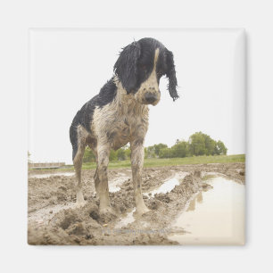Dirty dog kijkt naar tennisbal in modder magneet