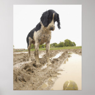 Dirty dog kijkt naar tennisbal in modder poster