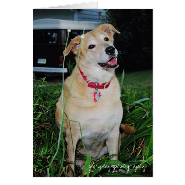 Dirty, glorydaysphotografie (Voorkant)