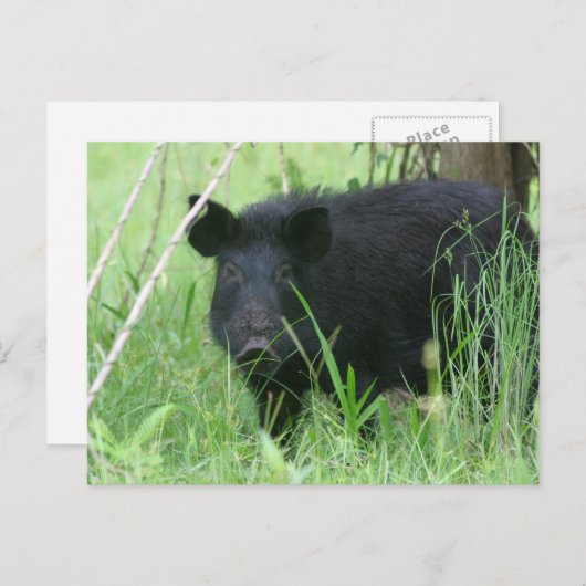 Dirty Nose Briefkaart (Voorkant / Achterkant)