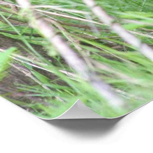 Dirty Nose Poster (Hoek)