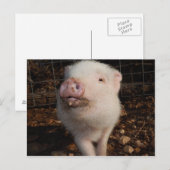 Dirty Snout Mini Pig, Pig postcard Briefkaart (Voorkant / Achterkant)
