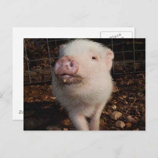 Dirty Snout Mini Pig, Pig postcard Briefkaart (Voorkant / Achterkant)
