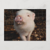 Dirty Snout Mini Pig, Pig postcard Briefkaart (Voorkant)
