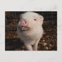 Dirty Snout Mini Pig, Pig postcard Briefkaart