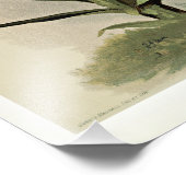 Disa Grandiflora Orchids Foto Afdruk (Hoek)