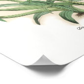 Disa uniflora (als D grandiflora) Poster (Hoek)