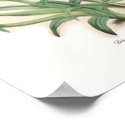 Disa uniflora (als D grandiflora) Poster (Hoek)