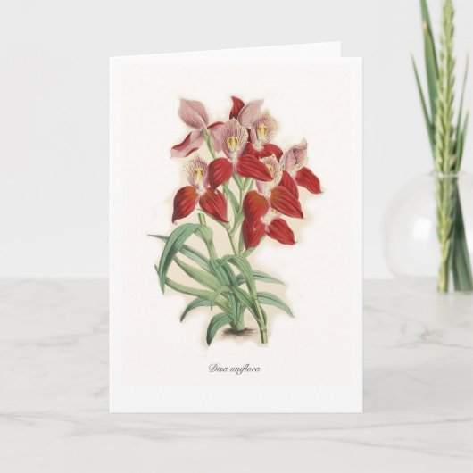 Disa uniflora kaart (Voorkant)