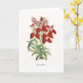 Disa uniflora kaart (Gele Bloem)