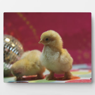 Disco Chicken Fotoplaat