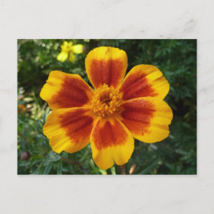 Disco Marigold Oranje en Red Summer Flower Briefkaart