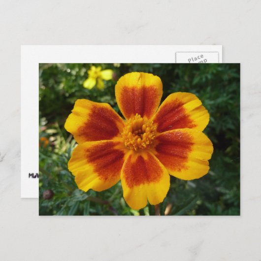 Disco Marigold Oranje en Red Summer Flower Briefkaart (Voorkant / Achterkant)