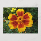 Disco Marigold Oranje en Red Summer Flower Briefkaart (Voorkant)