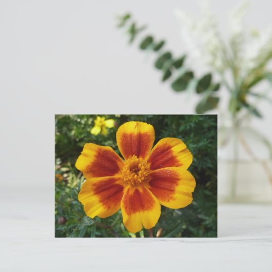 Disco Marigold Oranje en Red Summer Flower Briefkaart (Staand voorkant)