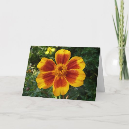 Disco Marigold Oranje en Red Summer Flower Kaart (Voorkant)