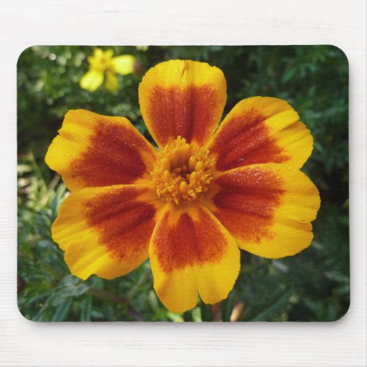 Disco Marigold Oranje en Red Summer Flower Muismat (Voorkant)