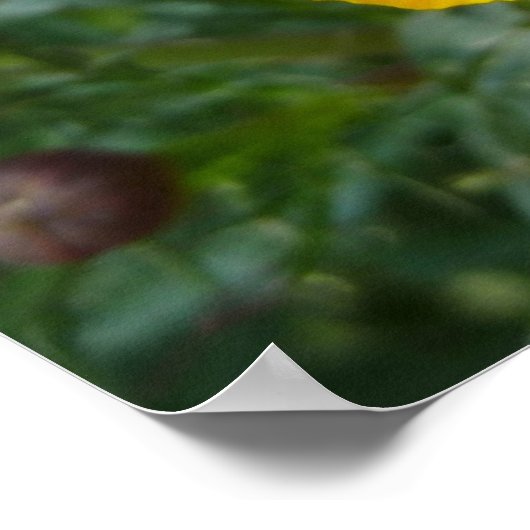 Disco Marigold Oranje en Red Summer Flower Poster (Hoek)