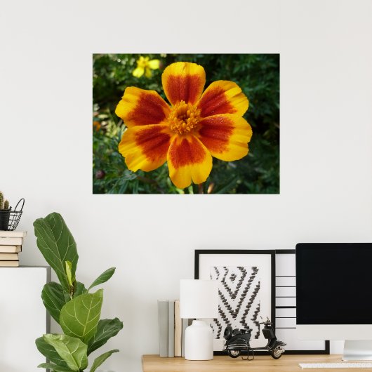 Disco Marigold Oranje en Red Summer Flower Poster (Thuiskantoor)