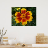 Disco Marigold Oranje en Red Summer Flower Poster (Keuken)