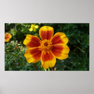 Disco Marigold Oranje en Red Summer Flower Poster