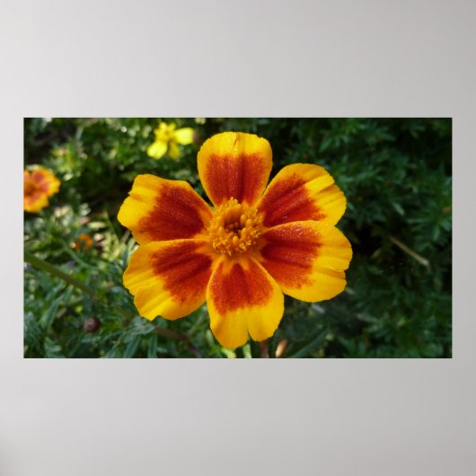 Disco Marigold Oranje en Red Summer Flower Poster (Voorkant)