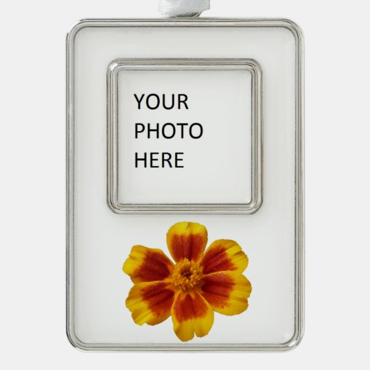 Disco Marigold Oranje en Red Summer Flower Verzilverd Omlijst Ornament (Voorkant)