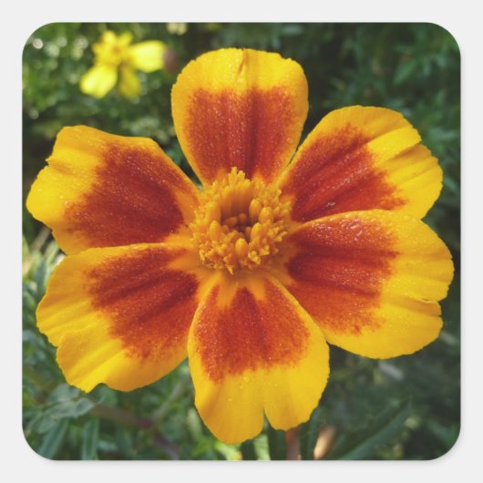 Disco Marigold Oranje en Red Summer Flower Vierkante Sticker (Voorkant)