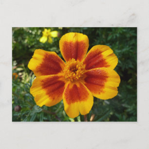 Disco Marigold Oranje en Rode Zomerbloem Briefkaart