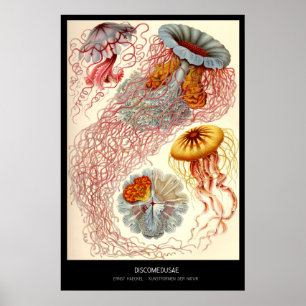 Discomedusae - Bord 8 - Kunstformen der Natur Poster