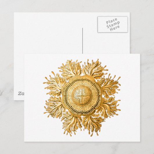 Discomedusae Briefkaart (Voorkant / Achterkant)