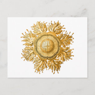 Discomedusae Briefkaart