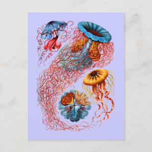 Discomedusae Briefkaart