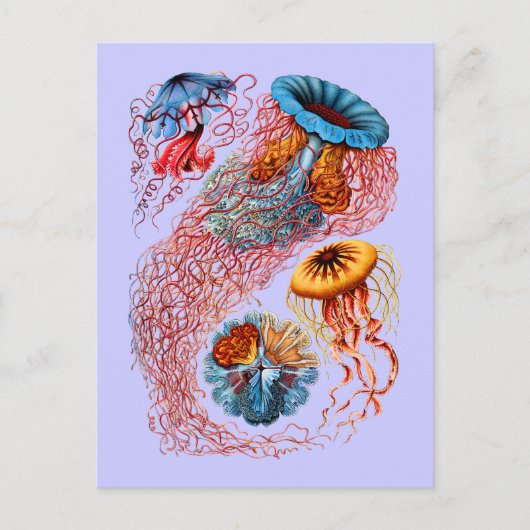 Discomedusae Briefkaart (Voorkant)