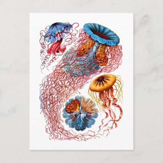 Discomedusae Briefkaart (Voorkant)